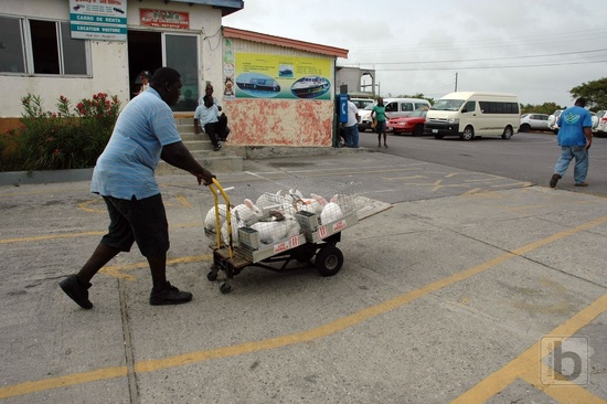 Anguilla - králíci