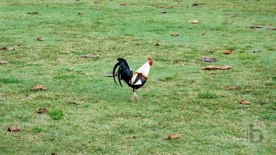 Kohout, Anini Beach Park ráno