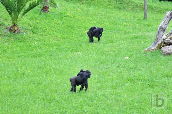 Gorily Moja a Chelewa s mláďaty venku, Park Caberceno