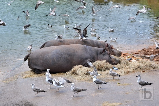 Hroši, Park Caberceno