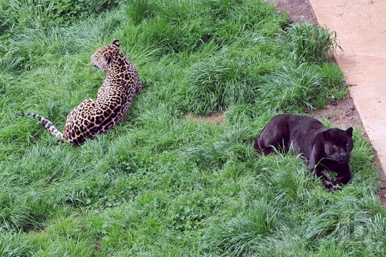 Jaguár a puma, Park Caberceno