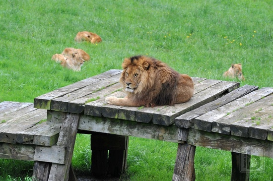 Lev a lvice, Park Caberceno