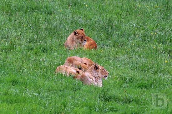 Lvice, Park Caberceno