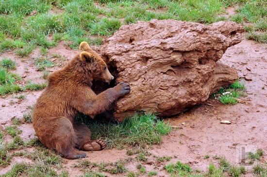Medvědi, Park Caberceno