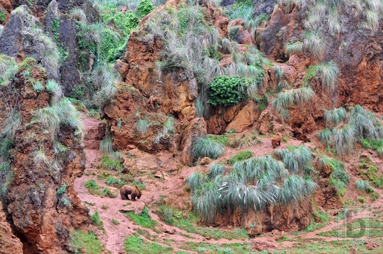 Medvědi, Park Caberceno