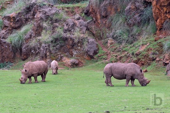 Nosorožci, Park Caberceno
