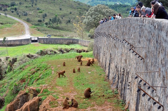 Opice s červeným zadkem - paviáni, Park Caberceno