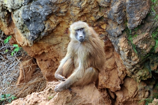 Opice s červeným zadkem - paviáni, Park Caberceno