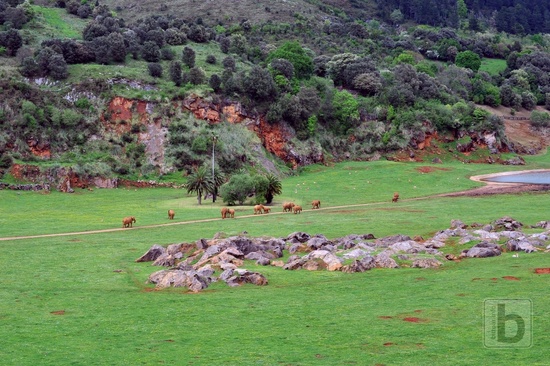 Sloni, Park Caberceno