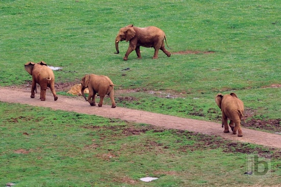 Sloni, Park Caberceno