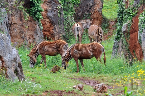 Zebry, Park Caberceno