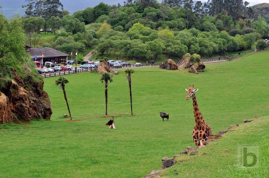 Výběh pro žirafy, antilopy, pštrosy, bůvoly, .., Park Caberceno