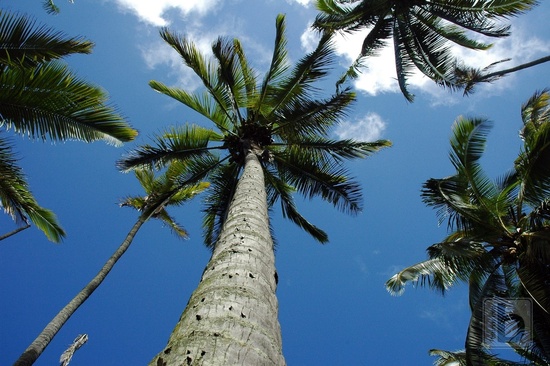 Palma Jacka Sparrowa