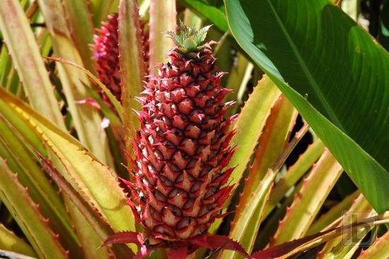 Ananas, Dole Plantation