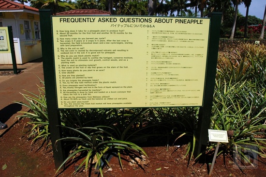 Info o ananasech, Dole Plantation