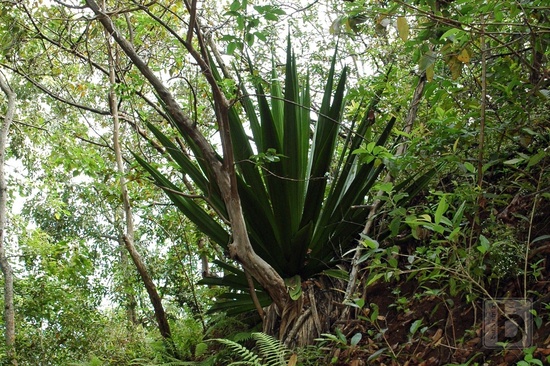 Kalalau Trail