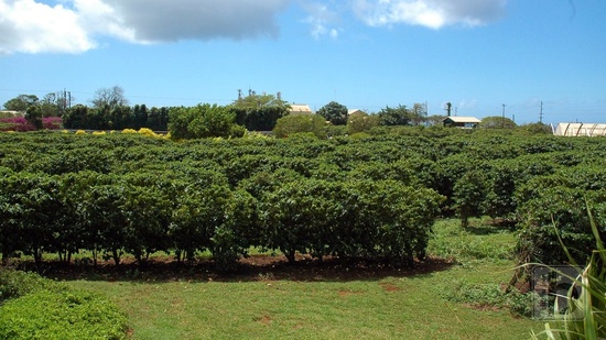 Kauai Coffee
