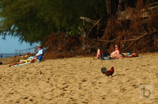 Kohout procházející se na pláži Ke'e Beach