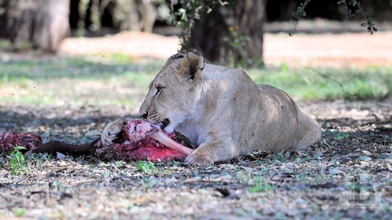Johannesburg, Lion Park