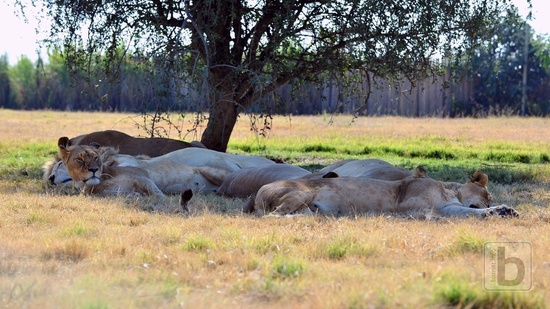 Johannesburg, Lion Park