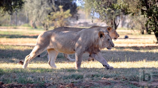 Johannesburg, Lion Park