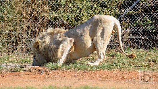 Johannesburg, Lion Park