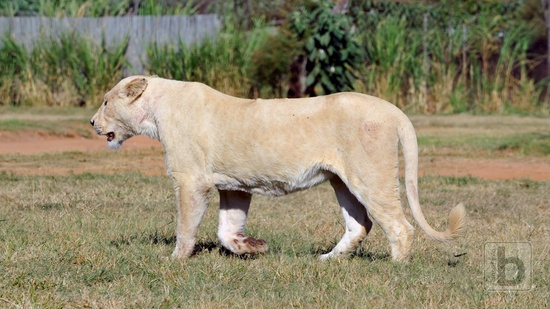 Johannesburg, Lion Park