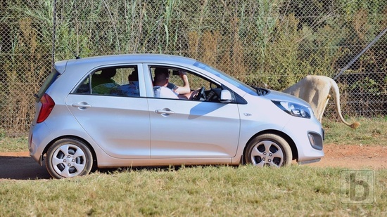 Johannesburg, Lion Park