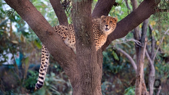 Johannesburg, Lion Park