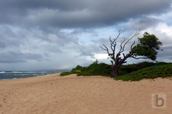 Mokuleia Beach strom, snímek ala Lost