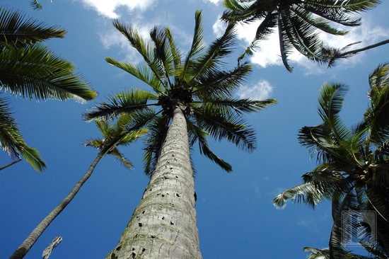 Palma na níž Jack přeskočil..