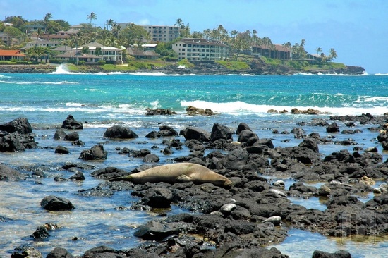 Vyhřívající se Sea Lion u Poipu Beach