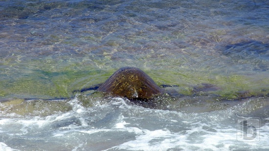 Želva v oceánu, Poipu Beach