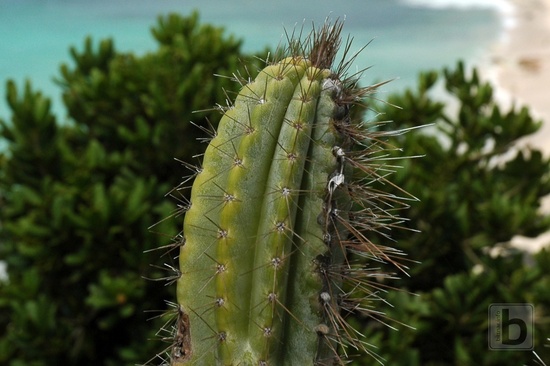 Petites Cayes kaktus