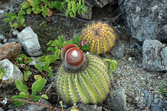 Kaktus