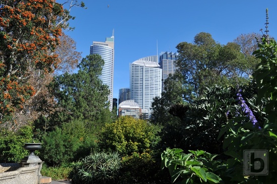 Downtown Sydney pohledem z botanické zahrady