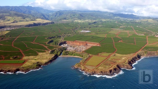 Plantáže kávy, v pozadí Hanapepe Valley