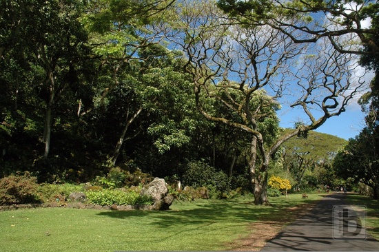 Waimea Valley