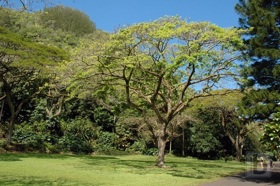 Waimea Valley
